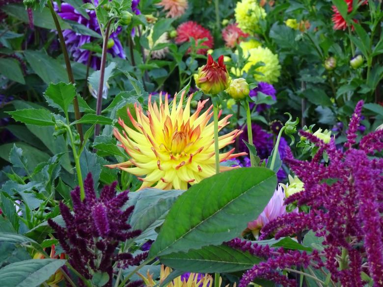 Free stock image of Dahlia surrounded by mixed flowers created by GAIMARD Jacques