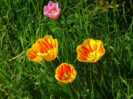 Free Stock Photo of Yellow-red tulips in spring