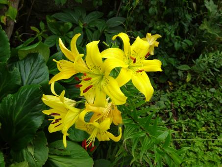 Free Stock Photo of Yellow lily flower