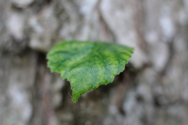 Free stock image of A Green Leaf created by Janis Urtans