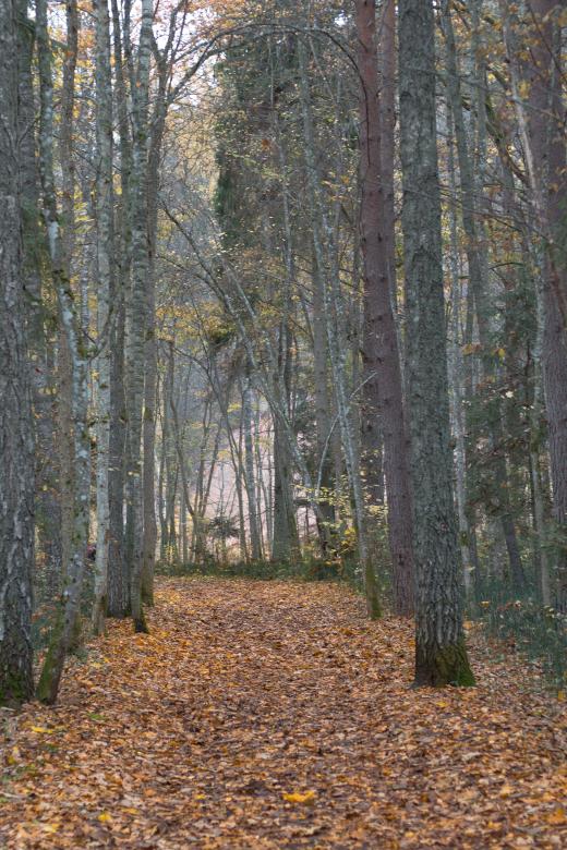 Free stock image of Wanderers Trail created by Janis Urtans