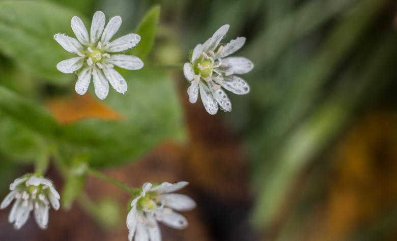 Free stock image of Last flowers of Fall created by Janis Urtans