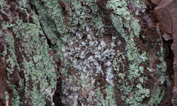 Free Stock Photo of Bark of Tree Texture