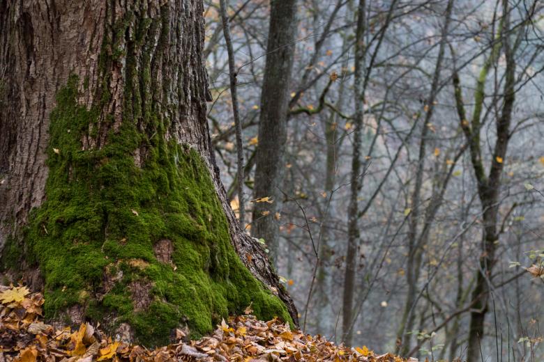 Free stock image of Forest Beauty created by Janis Urtans