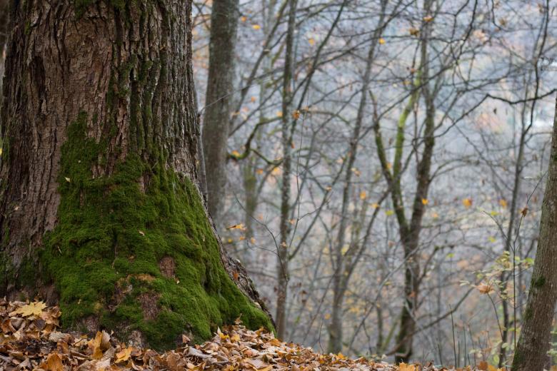 Free stock image of Forest Autumn Beauty created by Janis Urtans
