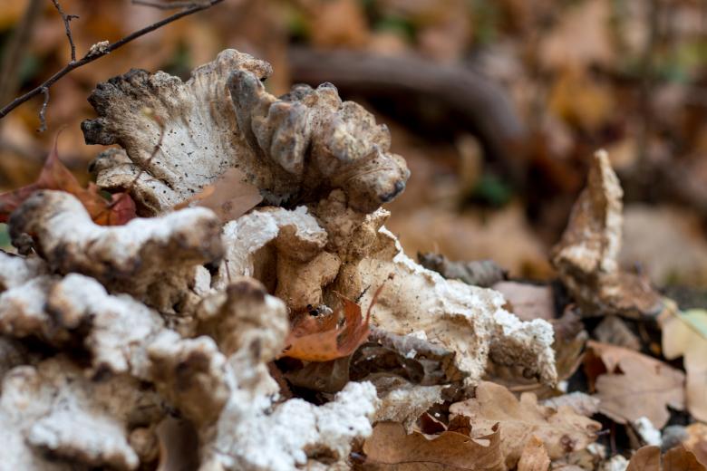 Free stock image of Mushrooms Hiding in Leafs created by Janis Urtans