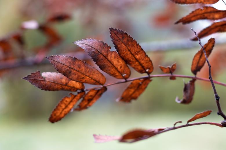Free stock image of Color of Fall - Red created by Janis Urtans