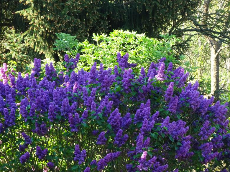 Free stock image of Violet lilac in a garden created by GAIMARD Jacques