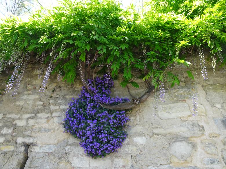Free stock image of Well protected bell flower on its wall... created by GAIMARD Jacques