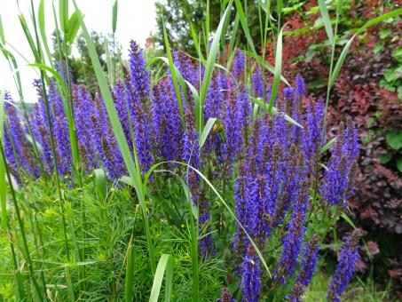Perennial plant that grows in humid grounds - Free Stock Photo