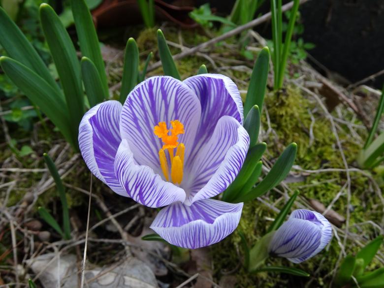 Free stock image of White and violet crocus in early spring created by GAIMARD Jacques