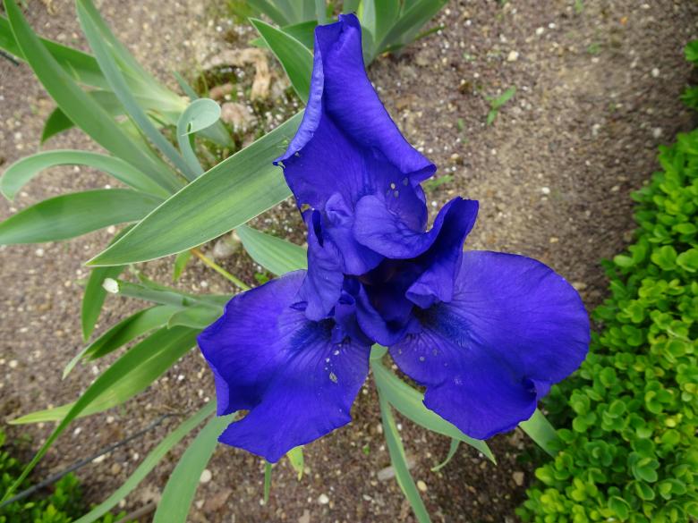 Free stock image of Deep blue iris seen from above... created by GAIMARD Jacques