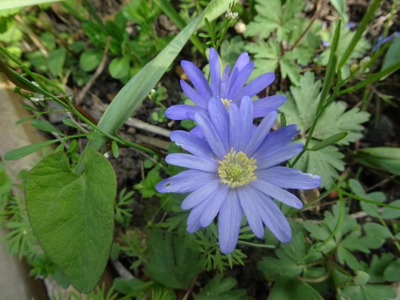 Free stock image of unknown (of me...) nice flower created by GAIMARD Jacques