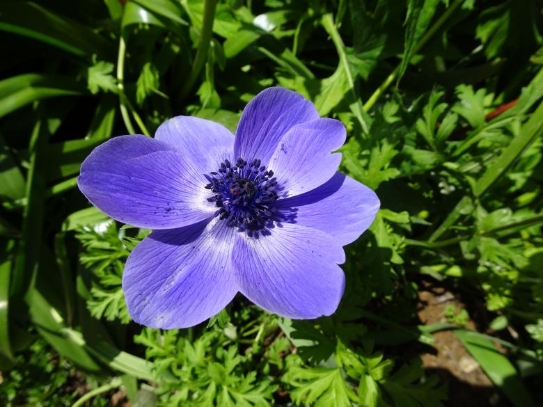 Free stock image of Deep blue anemone in a garden created by GAIMARD Jacques