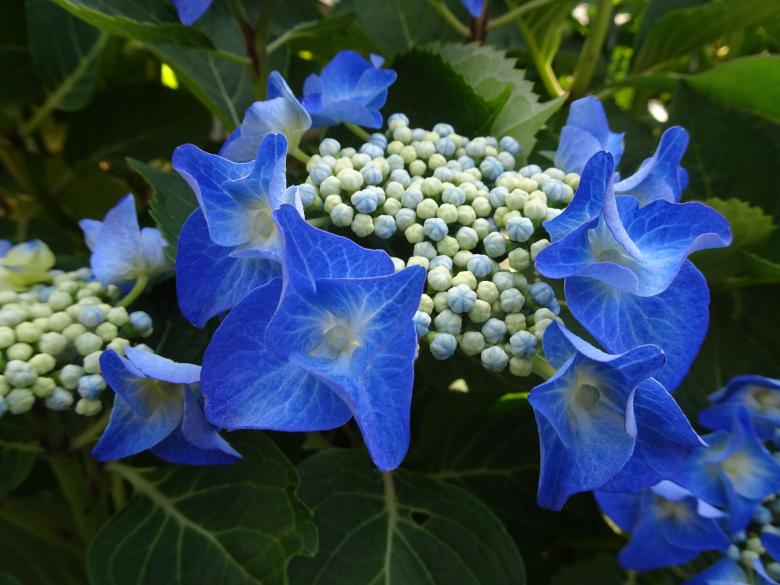 Free stock image of Uncommon flat blue flowers hydrangea created by GAIMARD Jacques
