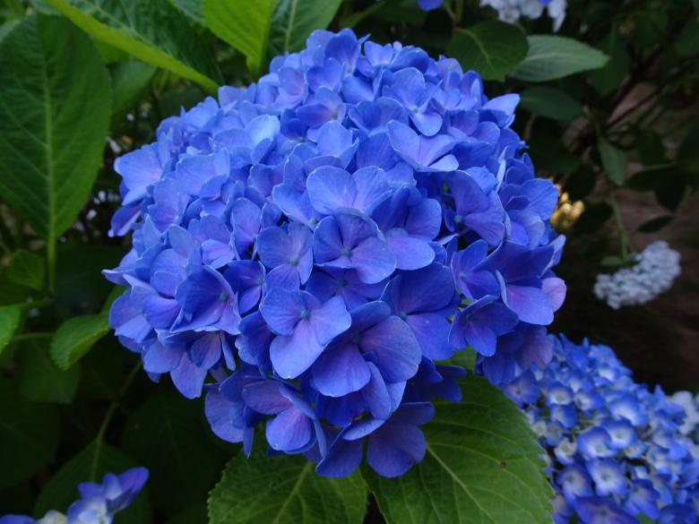 Free stock image of "Regular" hydrangea with very deep blue color created by GAIMARD Jacques