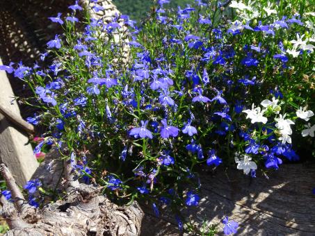 Plant with strangely shaped blue flowers - Free Stock Photo