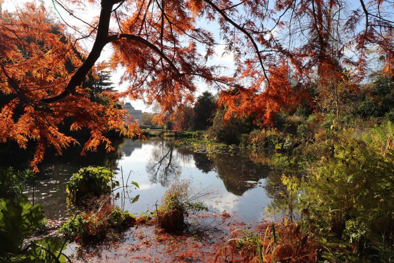 Free stock image of A small lake in November... created by GAIMARD Jacques