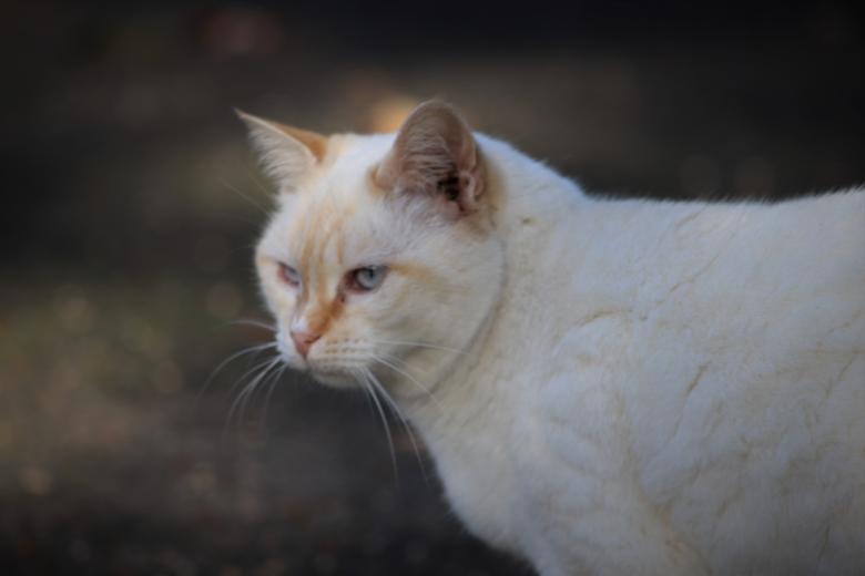 Free stock image of Ever watchful cats... created by GAIMARD Jacques