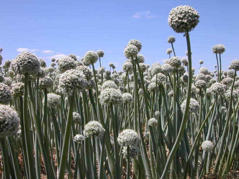 Free stock image of Onion Flowers created by CHRISTIAN HEMBERT