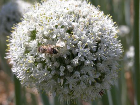 Onion flowers and insects - Free Stock Photo