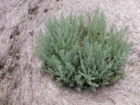 Seaside vegetation
