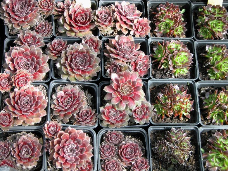 Free stock image of Potted Plants - House Leeks created by CHRISTIAN HEMBERT