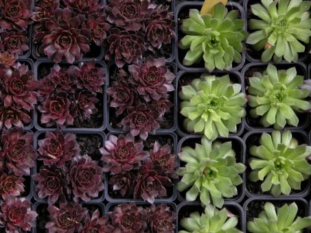 Potted House Leeks