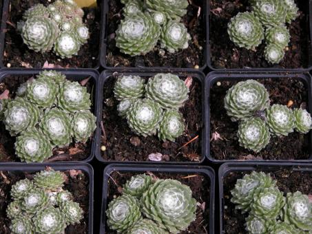 Potted Houseleek Plants - Free Stock Photo