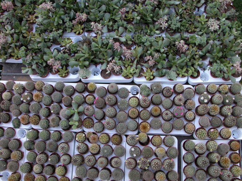 Free stock image of Potted Cactus Plants created by CHRISTIAN HEMBERT