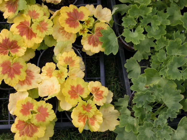 Free stock image of Bucket Plants - Geranium created by CHRISTIAN HEMBERT