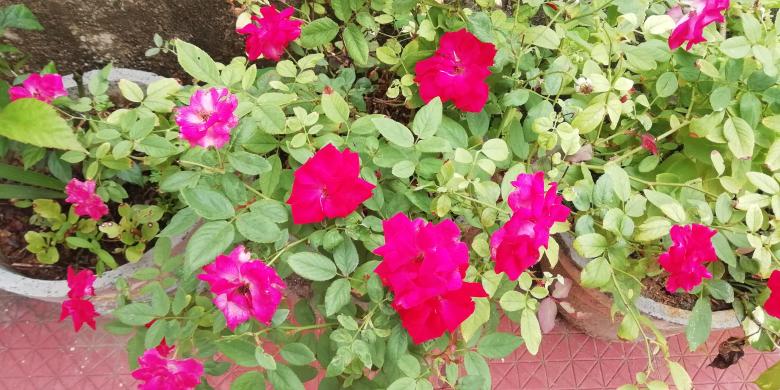 Free stock image of Pink Plants created by Girish N