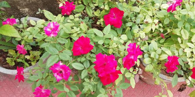 Pink Plants - Free Stock Photo