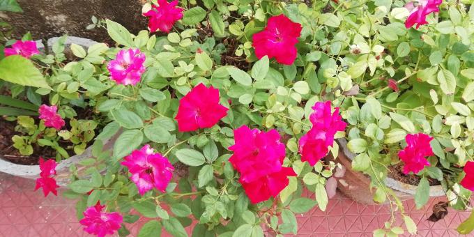 Pink Flowers and Plants - Free Stock Photo
