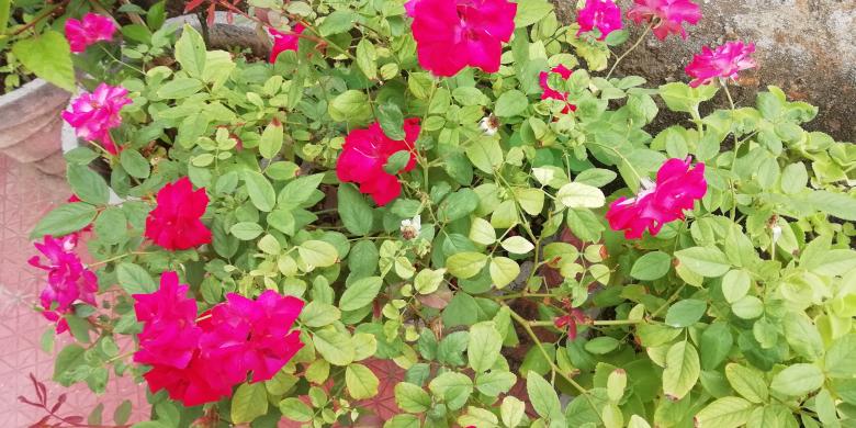 Free stock image of Pink Plants and Flowers created by Girish N