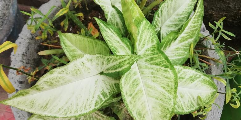 Free stock image of Green Plant Leaves created by Girish N