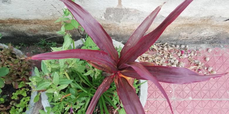 Free stock image of Dark Red Plant created by Girish N