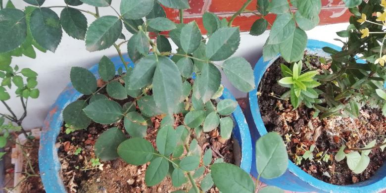 Free stock image of Plant and Green Leaves created by Girish N
