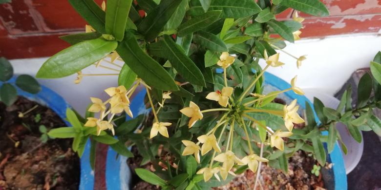Free stock image of Plant with Yellow Flowers created by Girish N