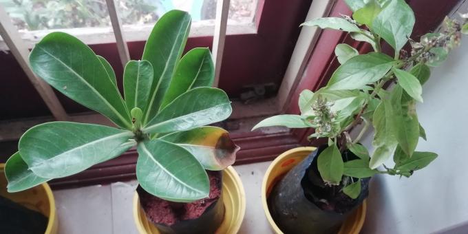 House Plants - Free Stock Photo