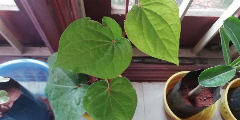 Free stock image of Green Leaves from Pot Plants created by Girish N