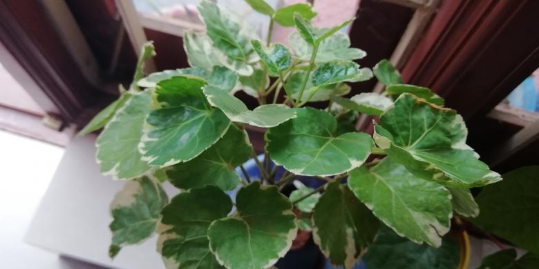 Free stock image of Green Plant with Leaves created by Girish N