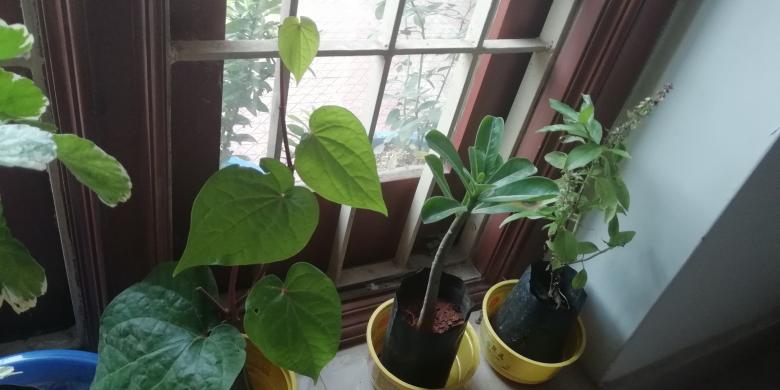 Free stock image of Houseplants created by Girish N
