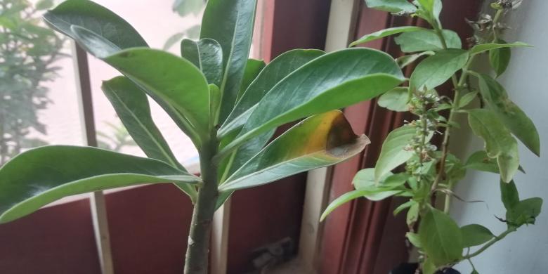Free stock image of House Plant and Leaves created by Girish N