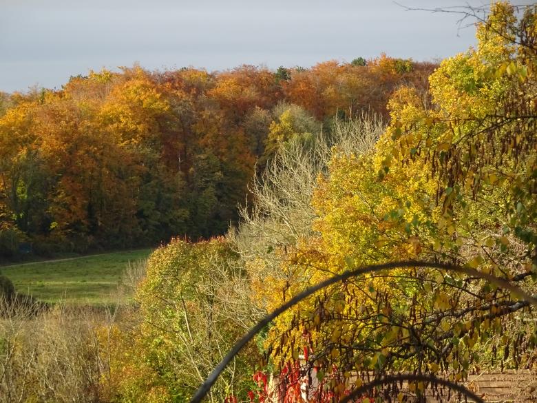 Free stock image of Woods in autumn created by GAIMARD Jacques