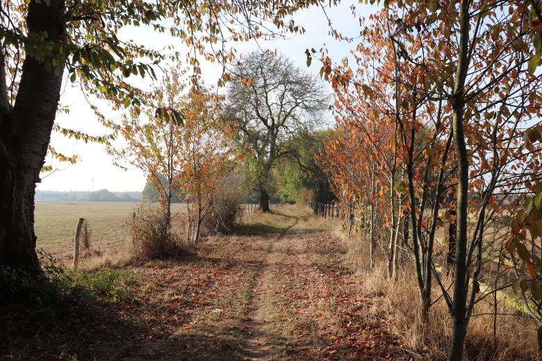 Free stock image of Pathway in November created by GAIMARD Jacques
