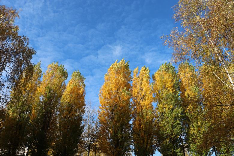 Free stock image of Autumn trees created by GAIMARD Jacques