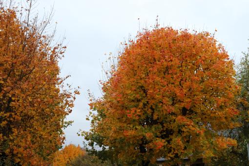 Colorful tree despite a grey weather - Free Stock Photo