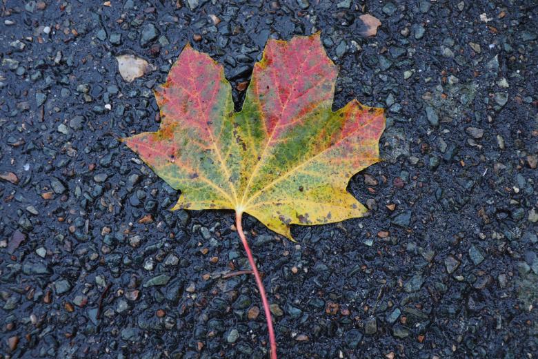 Free stock image of Autumn leaf dropped on a street created by GAIMARD Jacques