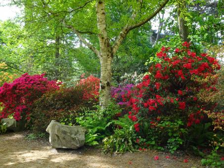 Free Stock Photo of Splendid rhododendrons